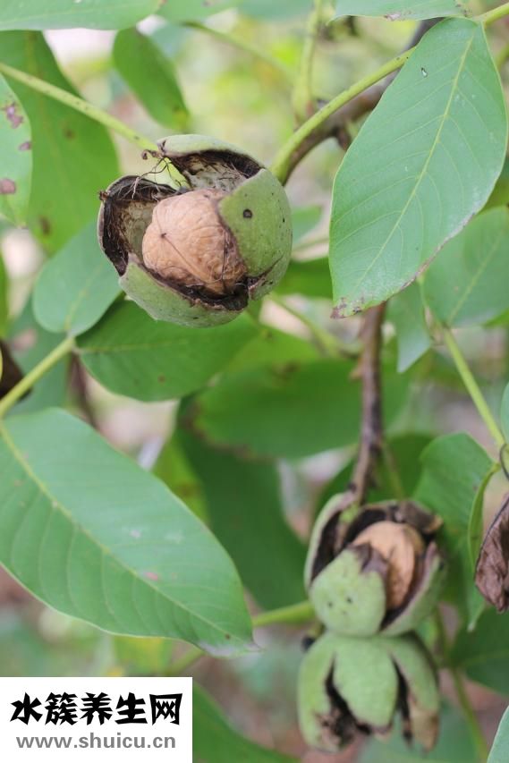 怎么吃男人的寶貝