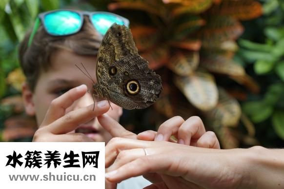 戀舞怎么生小孩