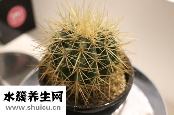 擬鱷龜怎么長得快