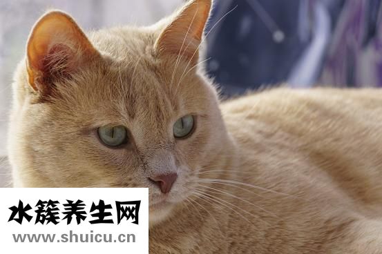 女生剃了胡子怎么辦