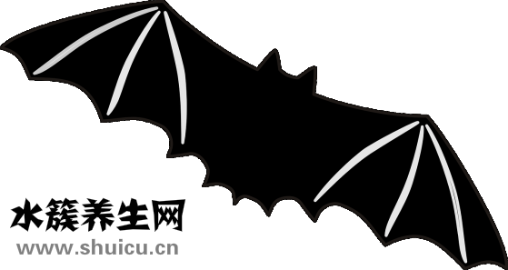 遇到蝙蝠怎么辦