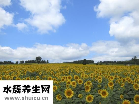 幼兒菠菜掛面怎么做