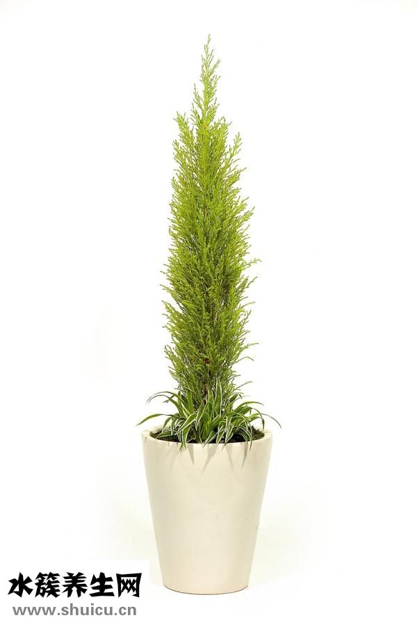 地被菊盆栽怎么種