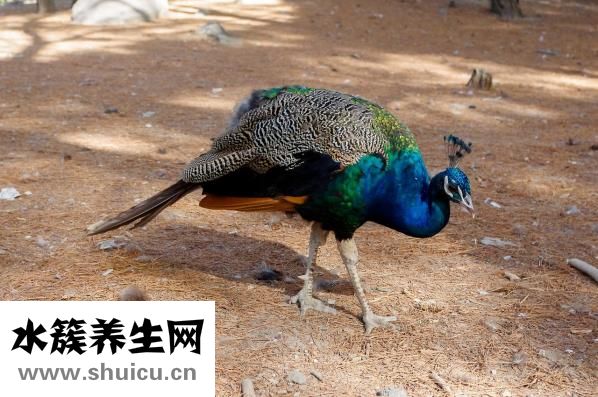 怎么干點副業(yè)