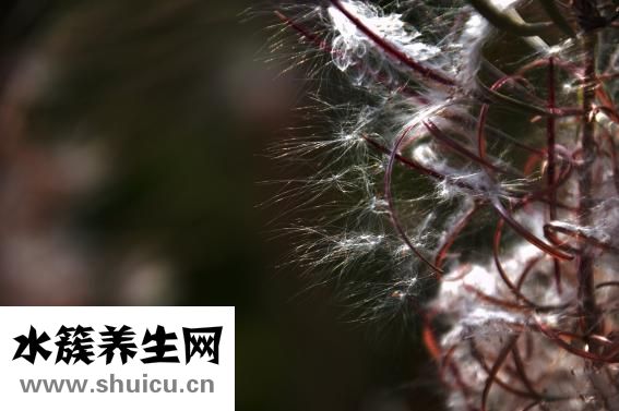 地瓜很小怎么辦