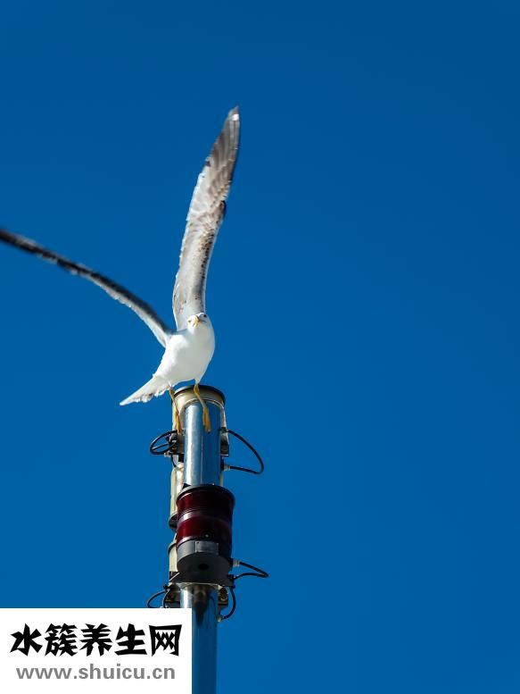男人胸很大怎么減