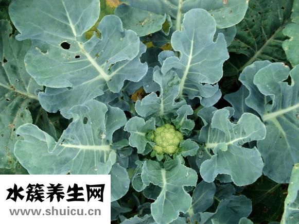 疙瘩熏菜怎么做