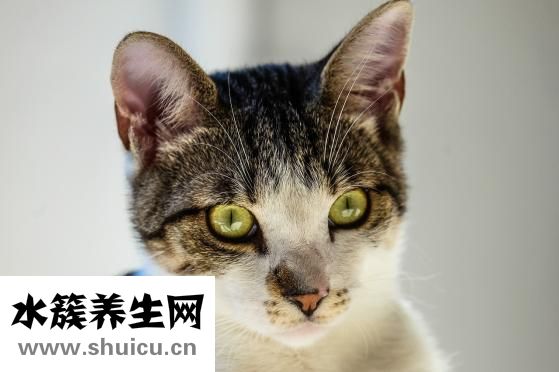 貓咪丟了怎么辦