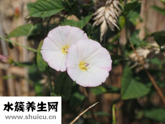 嬰兒有穿腸風怎么辦