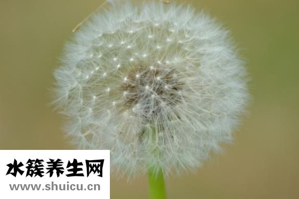 標婷濕粉怎么用