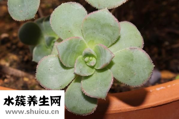 擬鱷龜怎么長得快