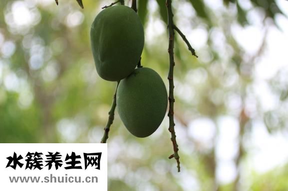 怎么辨別洛莎爾真假