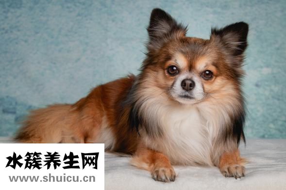 泰迪癬菌怎么辦