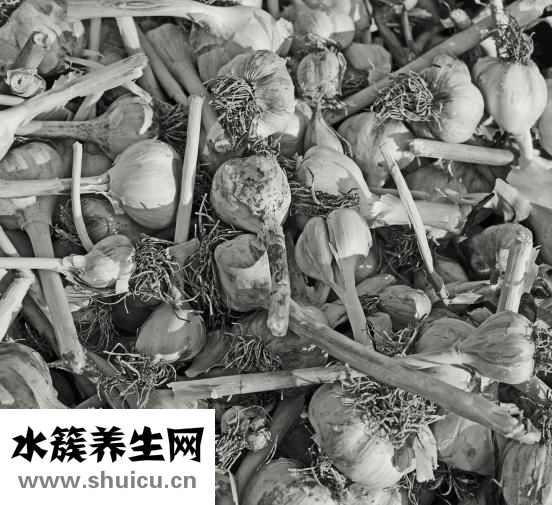 孔雀魚下崽了怎么辦