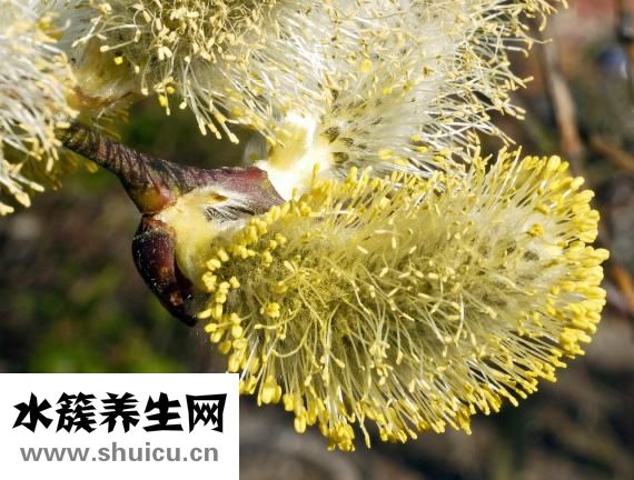 地瓜很小怎么辦