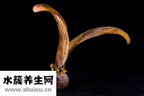 用錢怎么折菠蘿