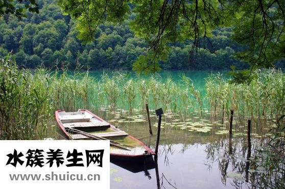 綠九冠水草怎么繁殖