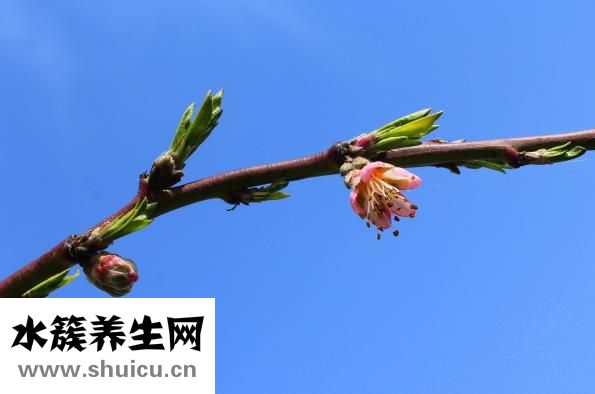 果樹里面爛了怎么辦