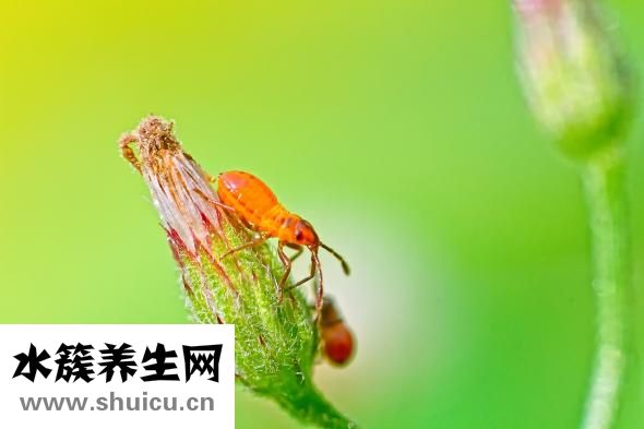 家里螞蟻怎么辦