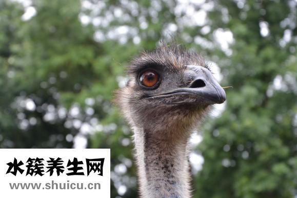 眼睛有白點怎么回事