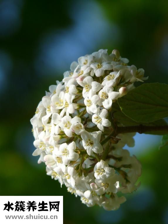 豬鼻孔草怎么涼拌