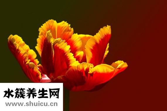 怎么哄老公句子