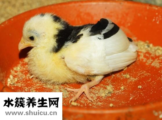 孩子小雞癢怎么辦