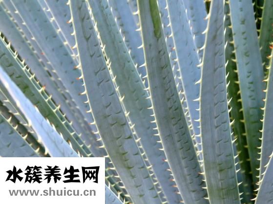 被黃螞蟻咬了怎么辦