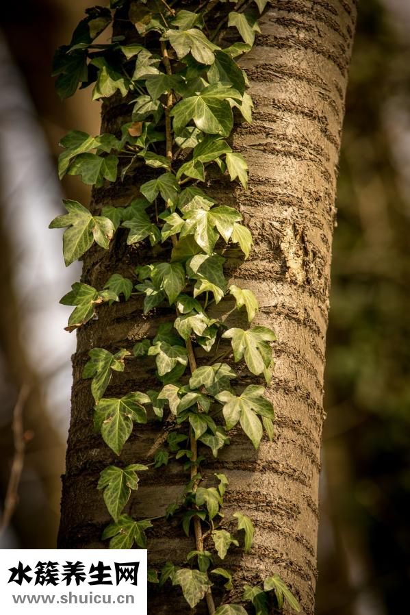 月餅多了怎么處理