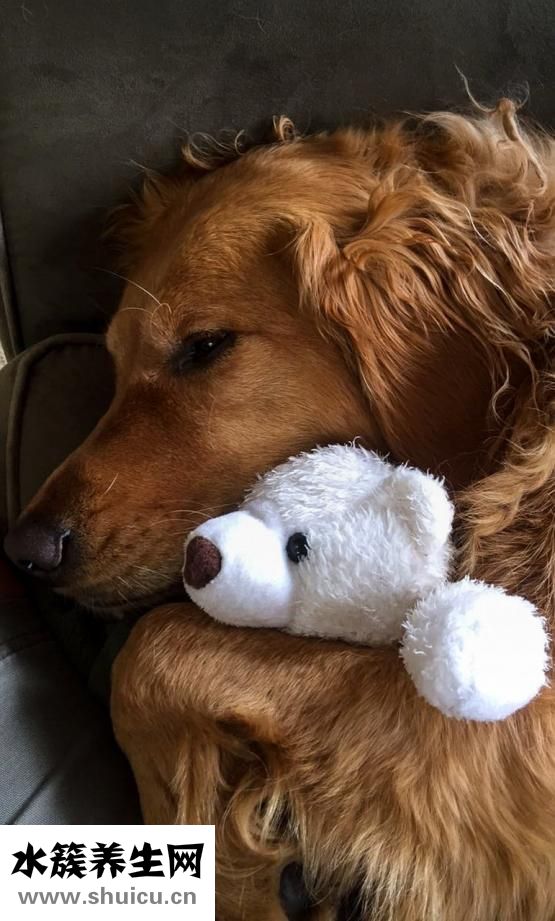 狗狗臉腫了怎么回事