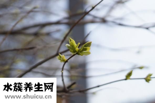 豬鼻孔草怎么涼拌