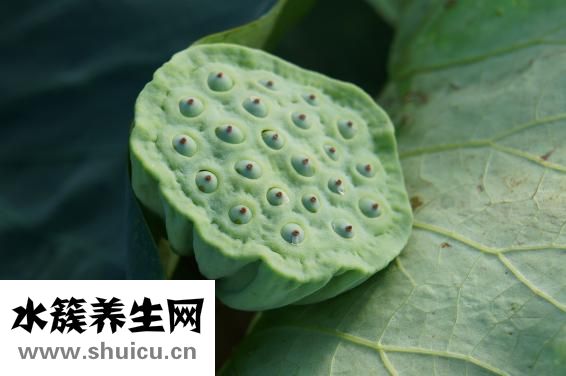 腎不排毒怎么辦