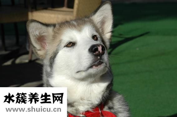 手指甲里扎刺怎么取