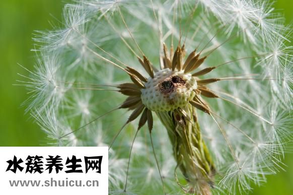 頭皮孢子菌怎么治