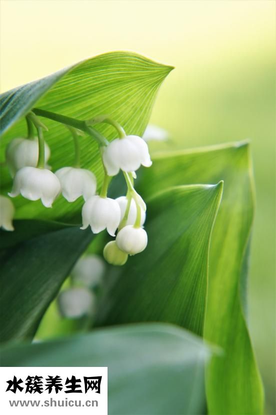 草莓怎么用澎大