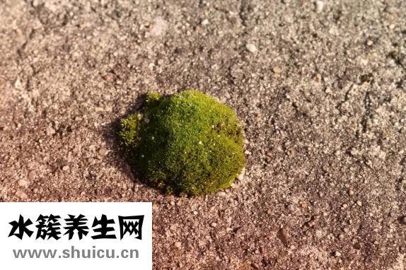 樓板裂縫了怎么辦