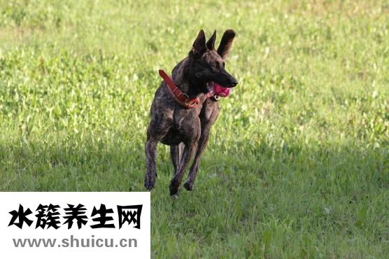 狗狗亂踩屎怎么辦