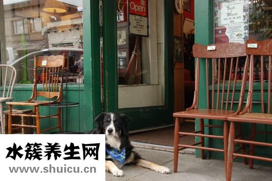 怎么裝修寵物店