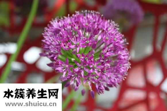 被黃螞蟻咬了怎么辦