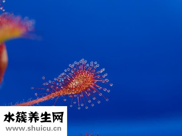 母獒不兇怎么辦