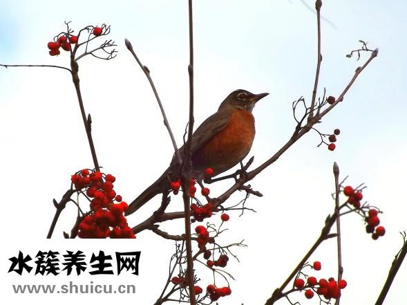 狗淌黃濃鼻怎么回事