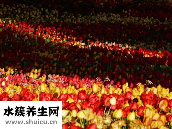 草金魚發(fā)黑怎么辦