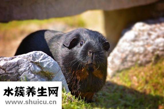 懷孕長(zhǎng)雀斑怎么辦