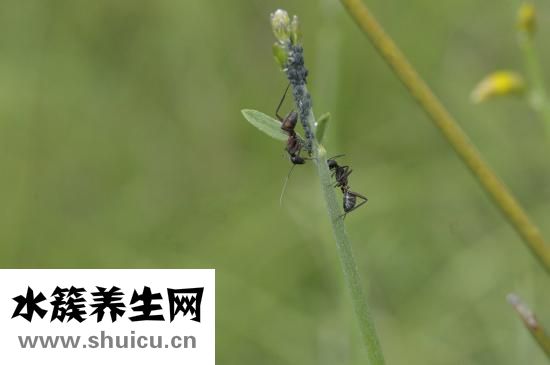 被黃螞蟻咬了怎么辦