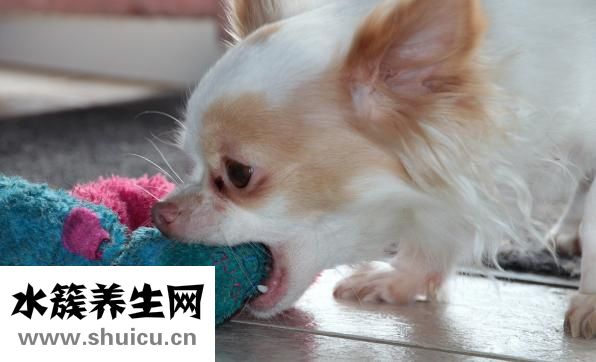 狗狗亂踩屎怎么辦