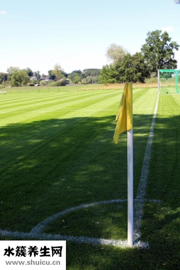 幼貓害怕以后怎么辦