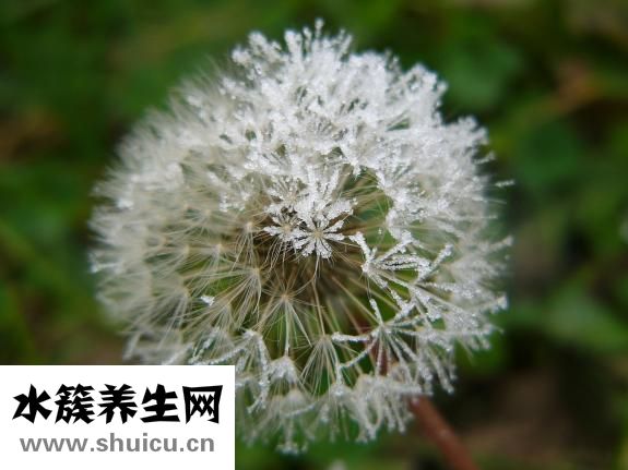 苦參凝膠效果怎么用