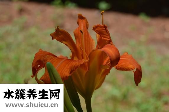 毛豆芋艿怎么燒