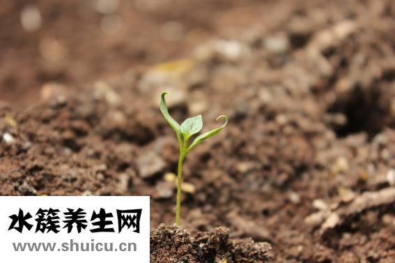 愛染錦怎么繁殖