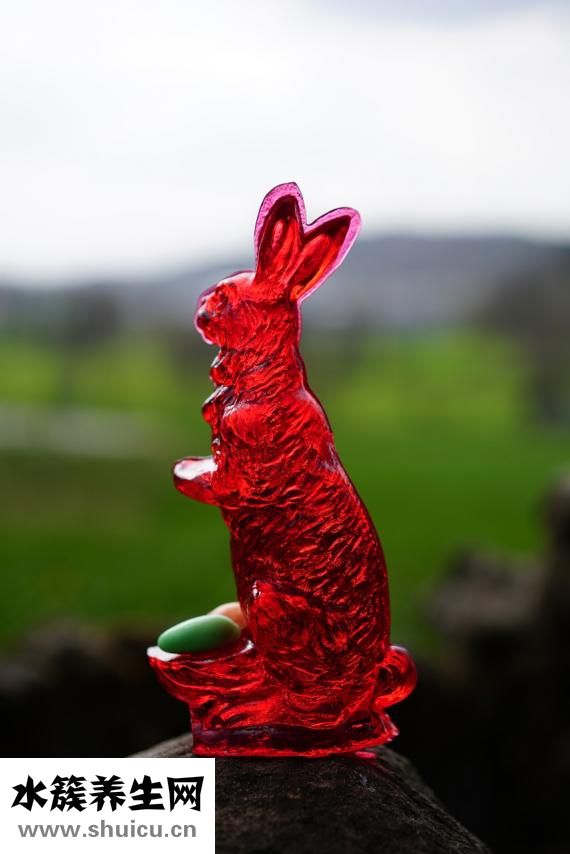 夾兔怎么避免老鼠